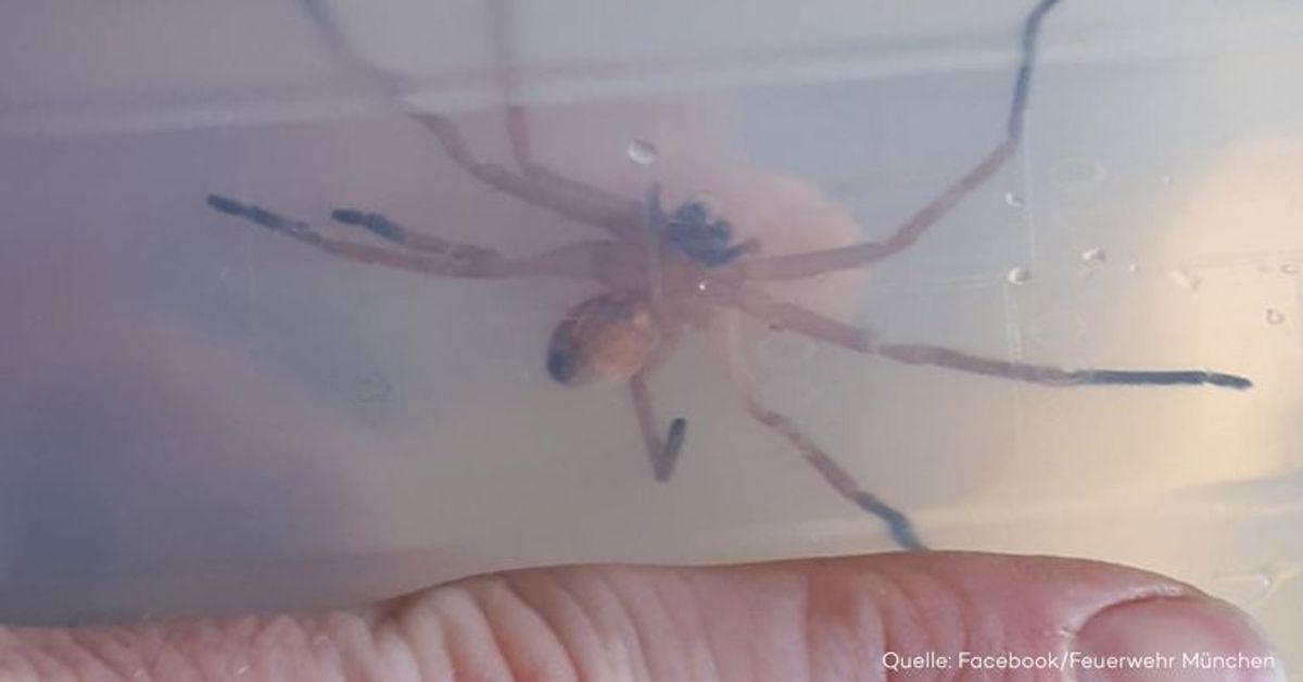 Hochgiftige Bananenspinne? Feuerwehr entdeckt Giftspinne in Münchner Supermarkt