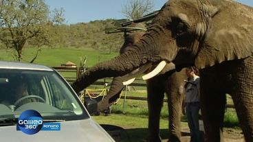 Crazy Animals