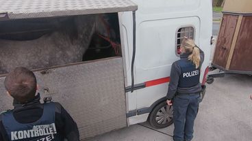 Pferdetransport wird zur Zeitbombe – Autobahnpolizei Wetzlar