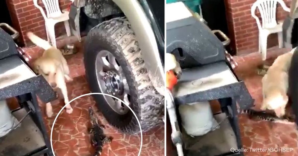 Familie von Alligator heimgesucht: Hunde eilen zu Hilfe
