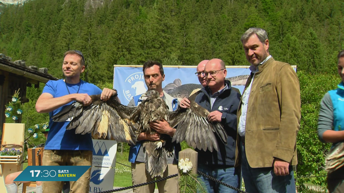 Nationalpark Berchtesgaden: Bartgeier bekommen Zuwachs