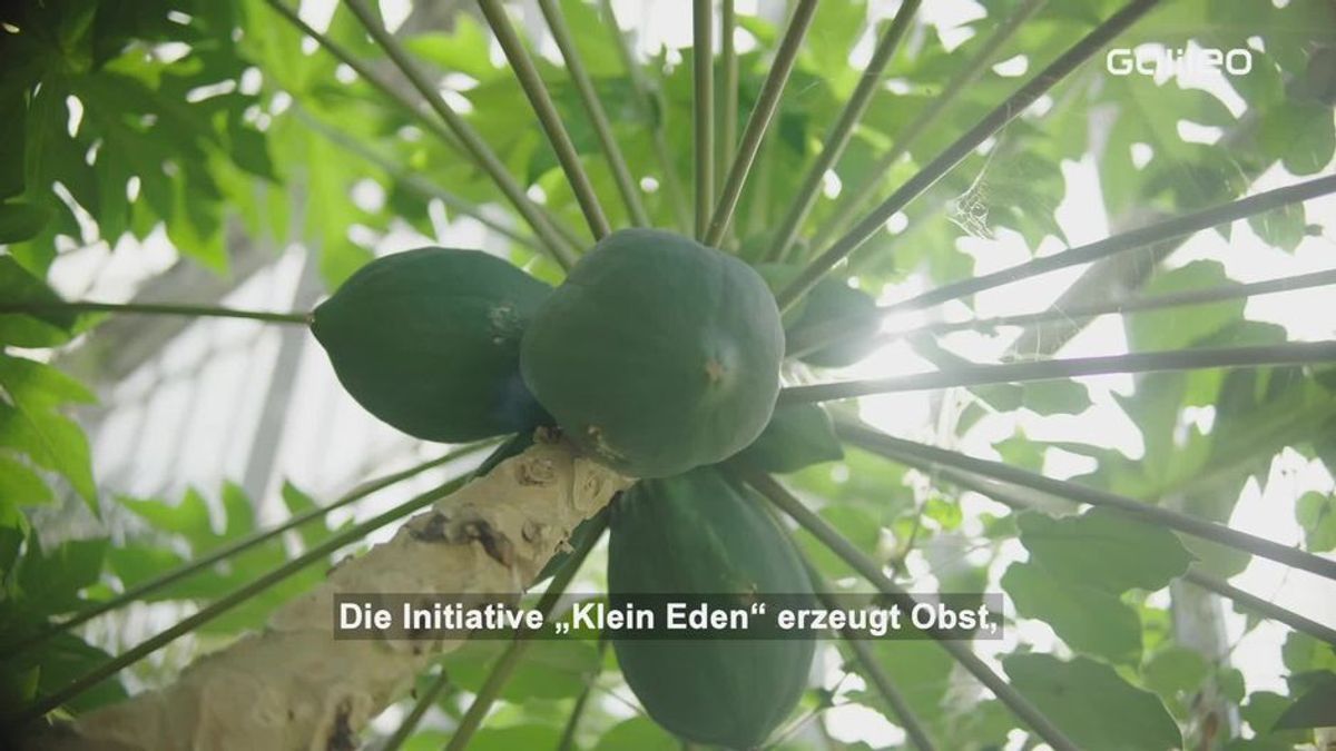 Tropenhaus: Exotische Früchte aus Deutschland