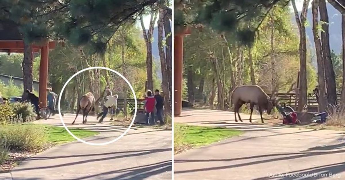 Dramatische Aufnahmen aus Nationalpark: Hirsch attackiert Besucher