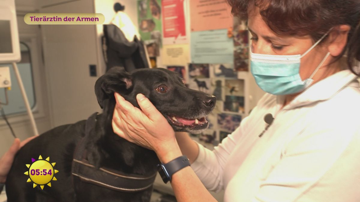 “HundeDoc“: Die mobile Tierarztpraxis für Bedürftige