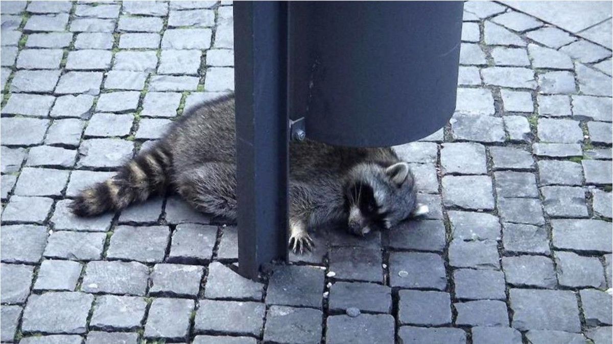 Betrunken auf dem Weihnachtsmarkt: Waschbär erschossen