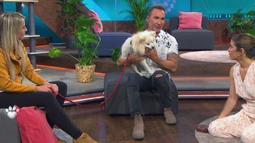 Kleinspitz Pompom sucht ein neues Zuhause