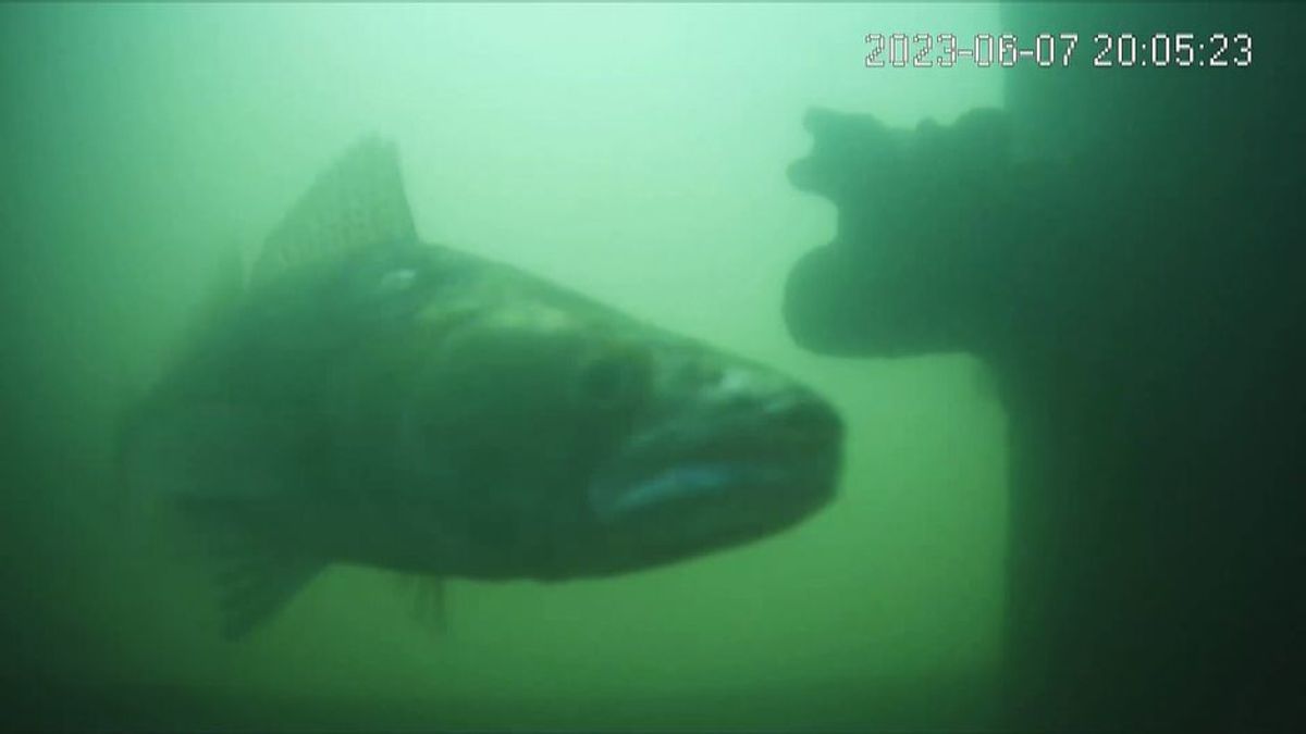 Durchgang per Mausklick: Live-Stream mit virtueller Fisch-Türklingel