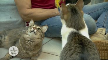 Süße Schmusetiger mit Handicap suchen Kuschelplatz