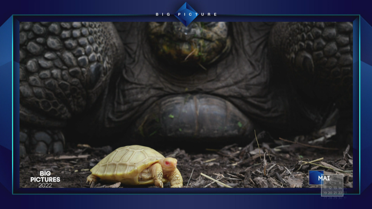 Erste Albino Galapagos-Schildkröte gefunden