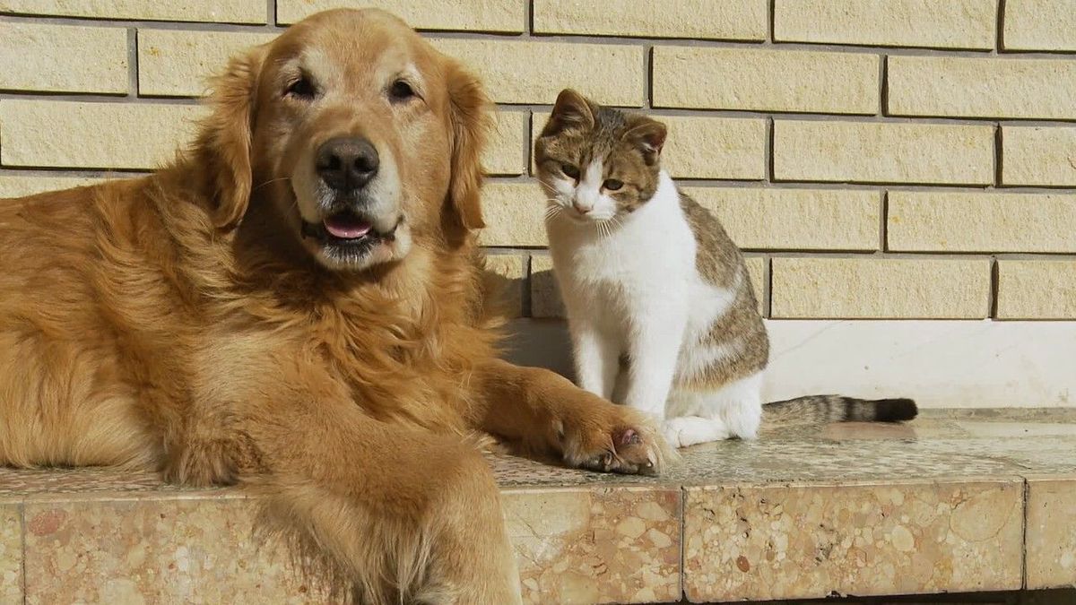 Studie zeigt: Hund oder Katze? Dieses Haustier ist schlauer