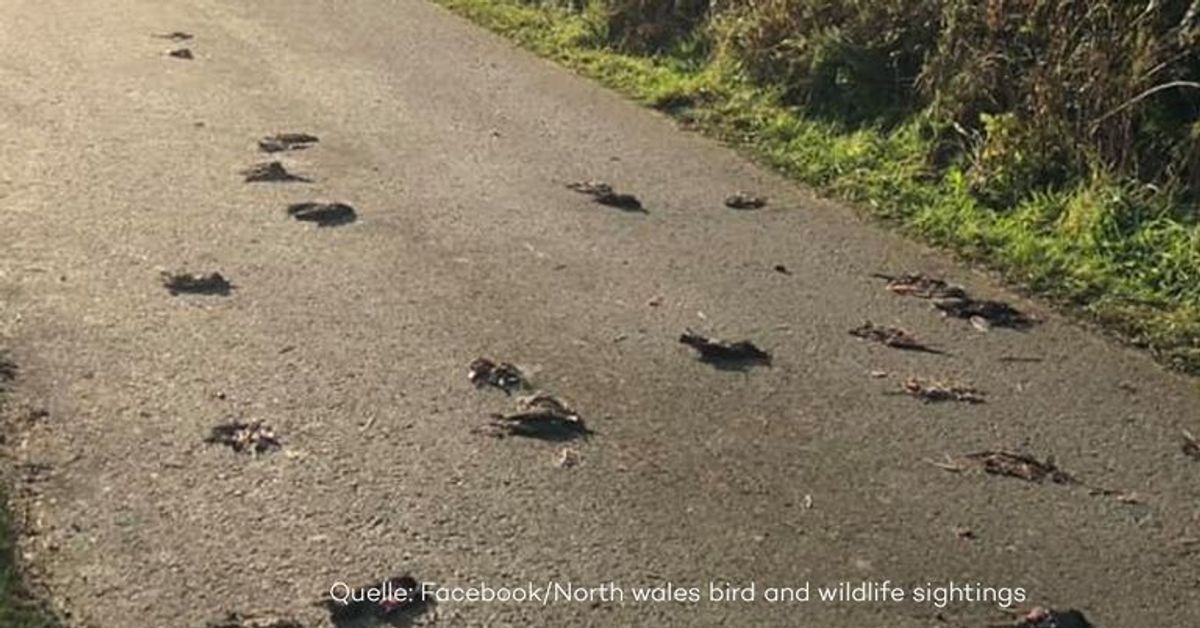 Mysteriös: Hunderte tote Vögel auf Straße gefunden