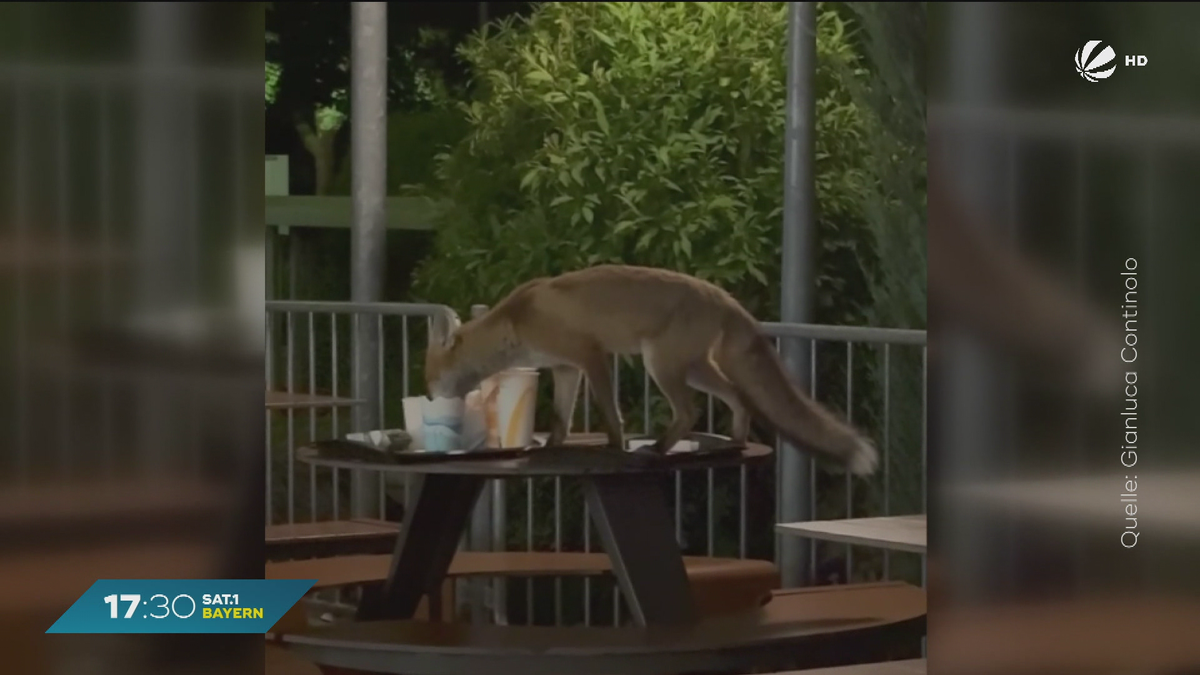 Fuchs liebt Fast Food? Tierischer McDonald’s Besuch in Sonthofen