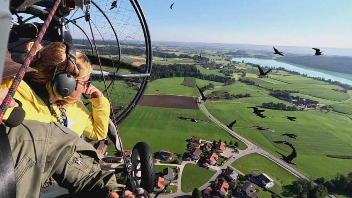 Flug-Stunden für Waldrappen: Warum brauchen diese Vögel Nachhilfe?