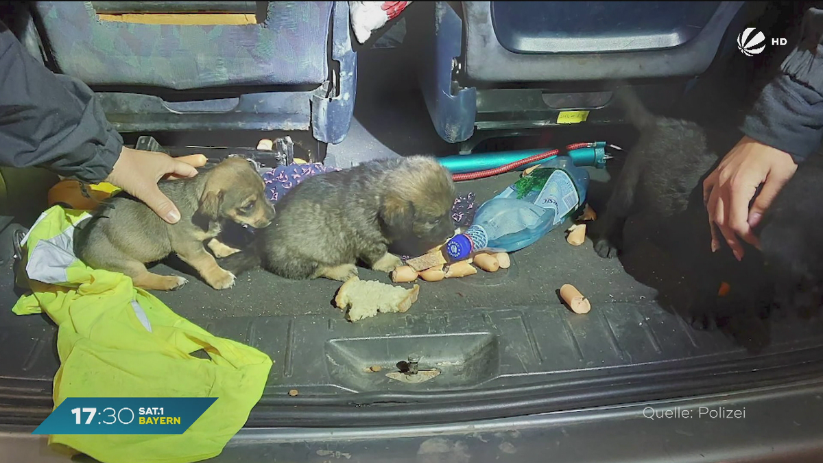 Hilflose Welpen und Küken: Polizei stoppt illegalen Tiertransport bei Ruhstorf