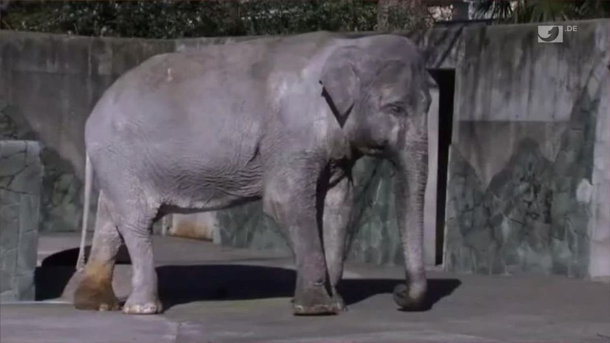 Das ist der traurigste Elefant der Welt