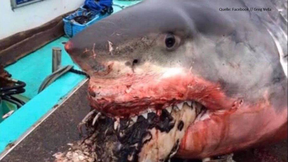 Bilder wie aus Horror-Schocker: Weißer Hai an Riesenschildkröte erstickt