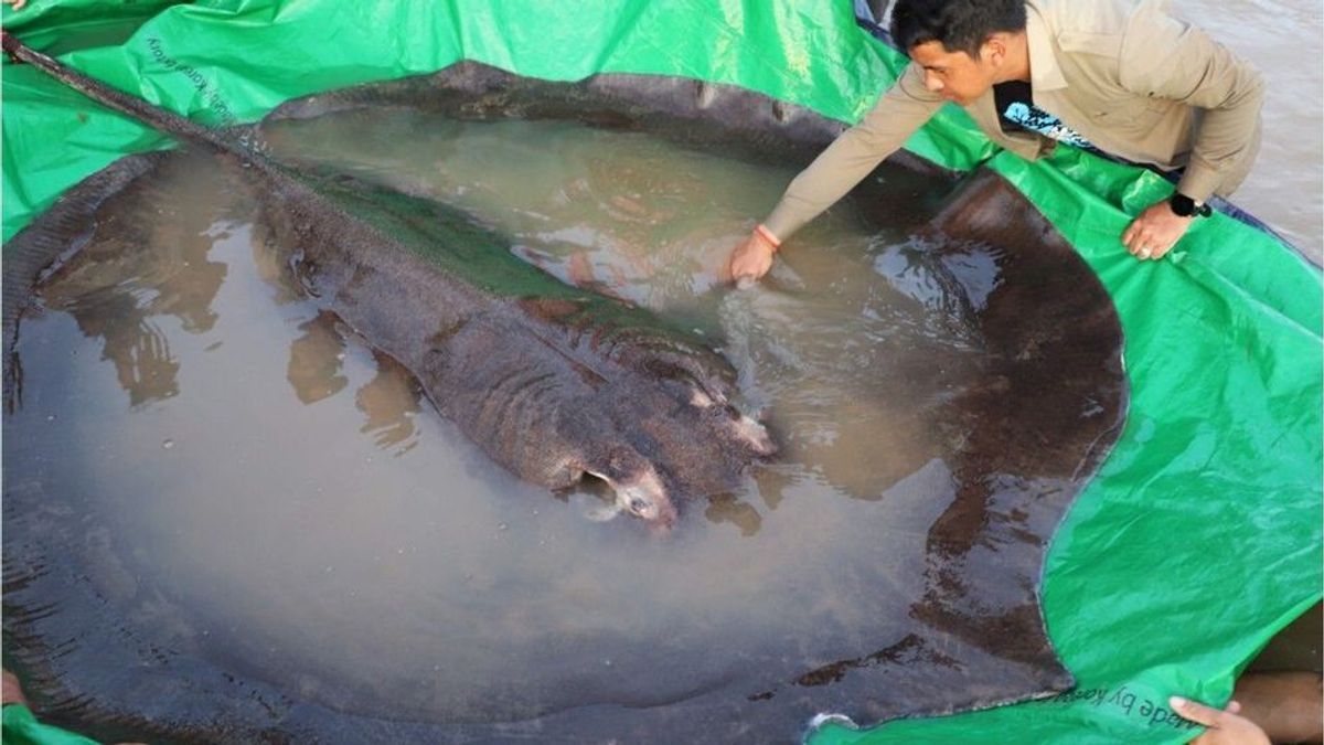 Wahnsinnsfund: Fischer fängt größten Süßwasserfisch aller Zeiten