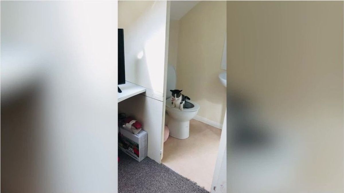Clevere Katze bringt sich selbst bei auf Toilette zu gehen