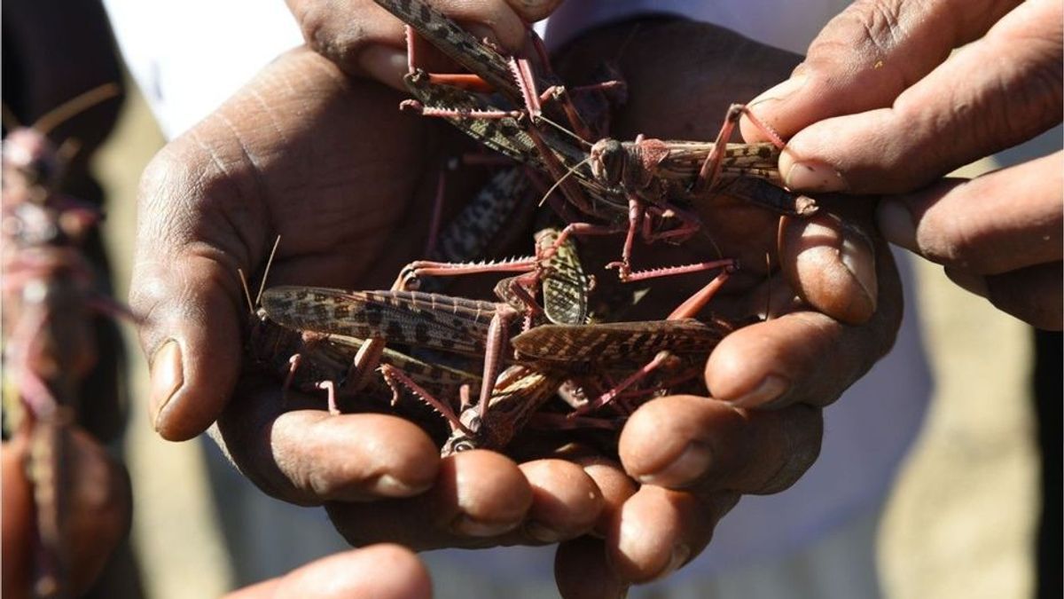 Unglaubliche Aufnahmen: Heuschrecken-Invasion in Afrika