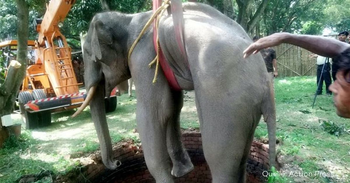 Dramatische Rettungsaktion: Elefant steckt in Brunnen fest