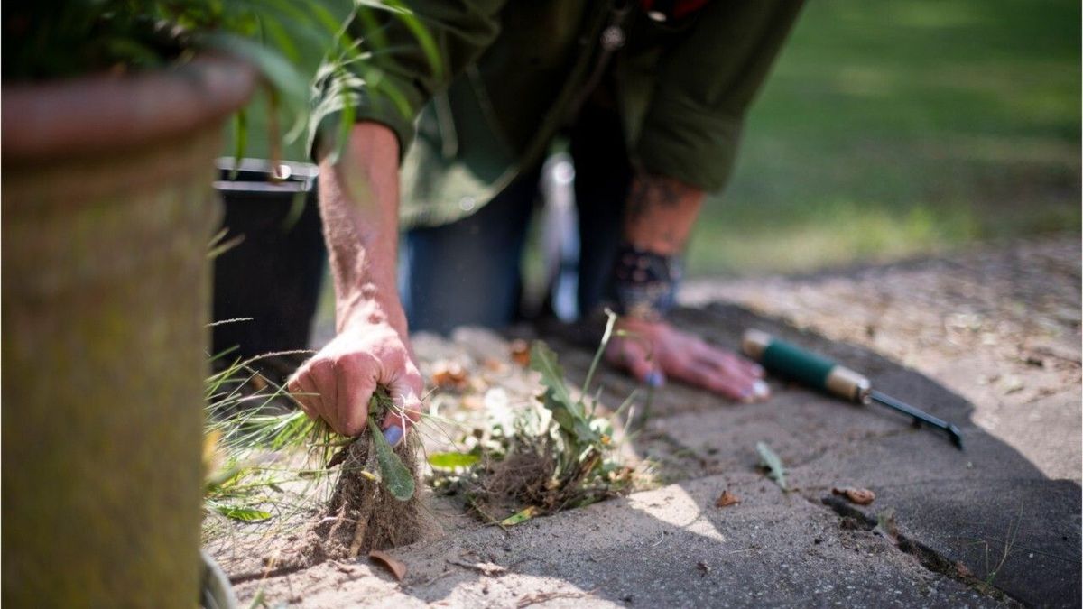 5 Tipps: Unkraut ganz einfach entfernen