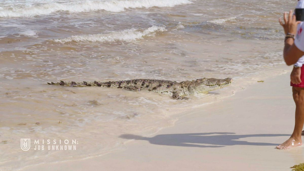 Schreckmoment für Mario Basler und Sven Hannawald: Krokodil am Badestrand!