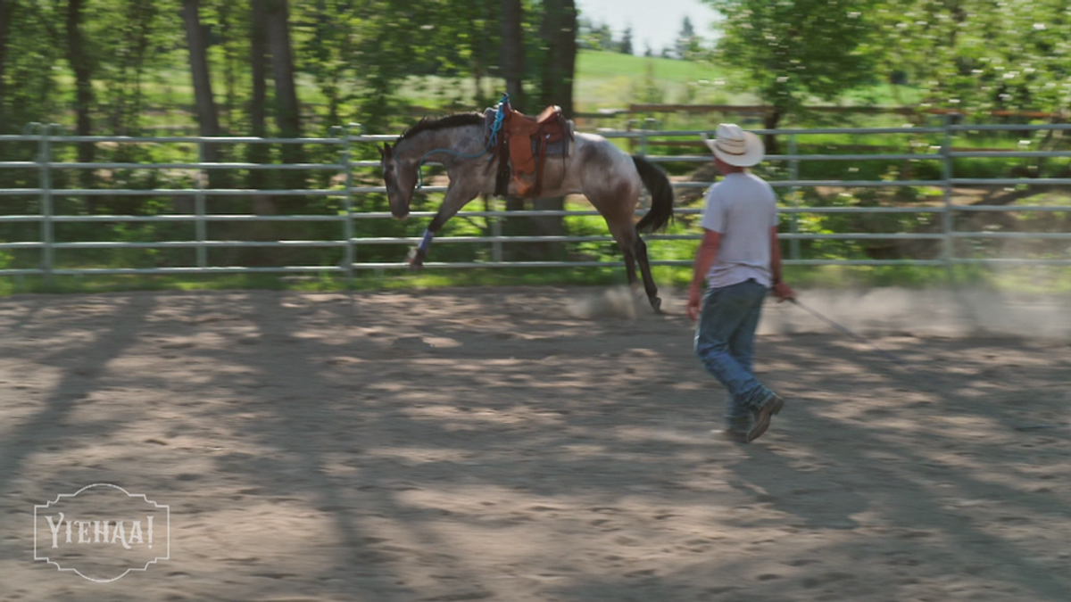 7P Ranch: Von Jungpferden zu schwierigen Fällen, sie übernehmen es