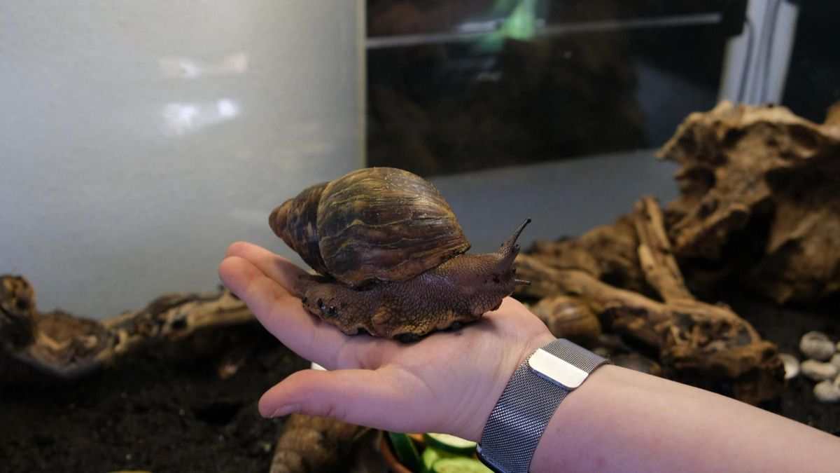 Achatschnecken: Was du über die Haltung wissen solltest