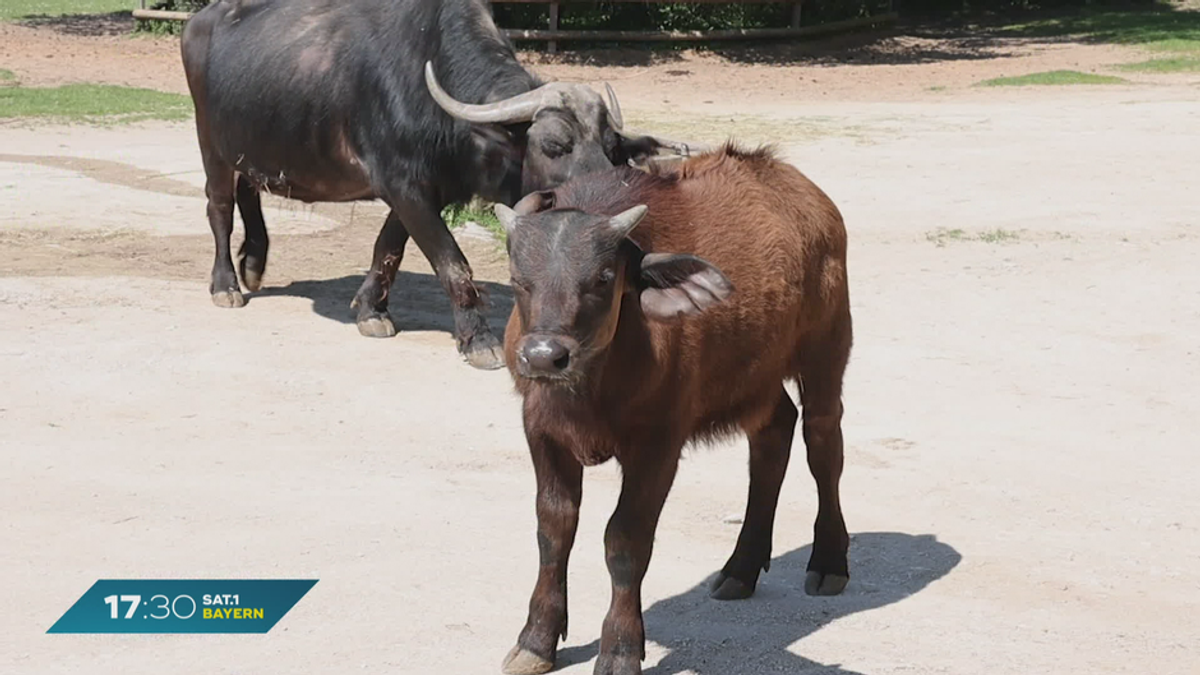 Baby-Boom im Tiergarten Nürnberg: Nachwuchs bei Löwen und Zebras