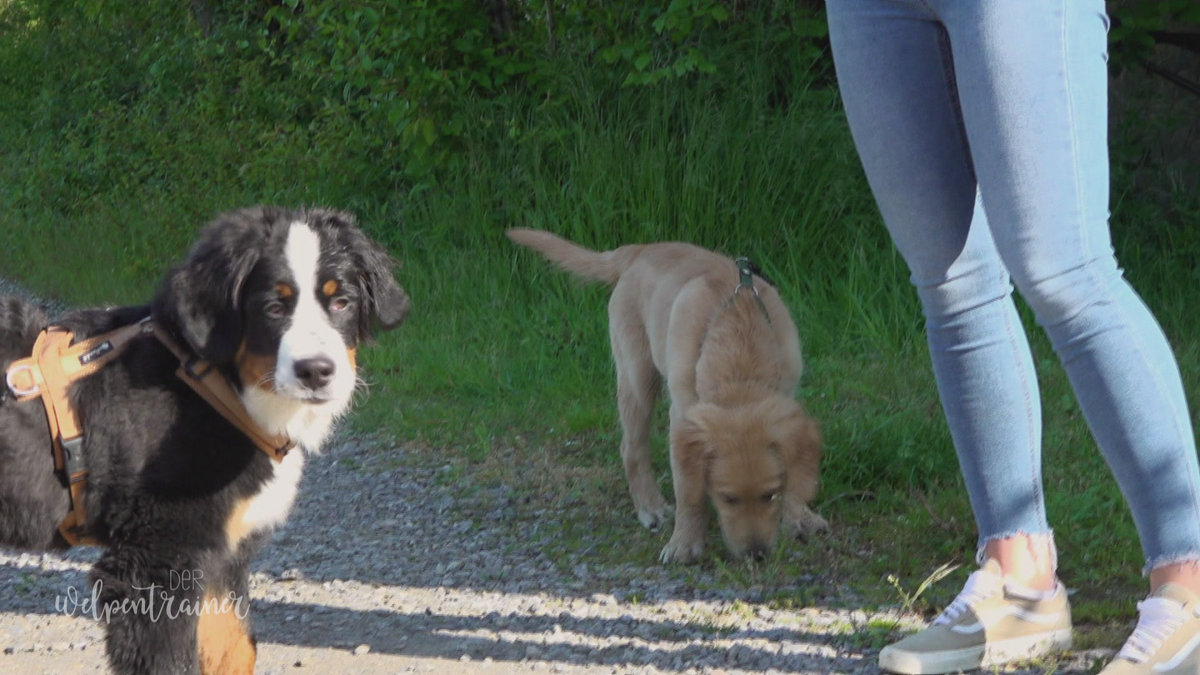 Mit dem Hund sicher ohne Leine spazieren gehen