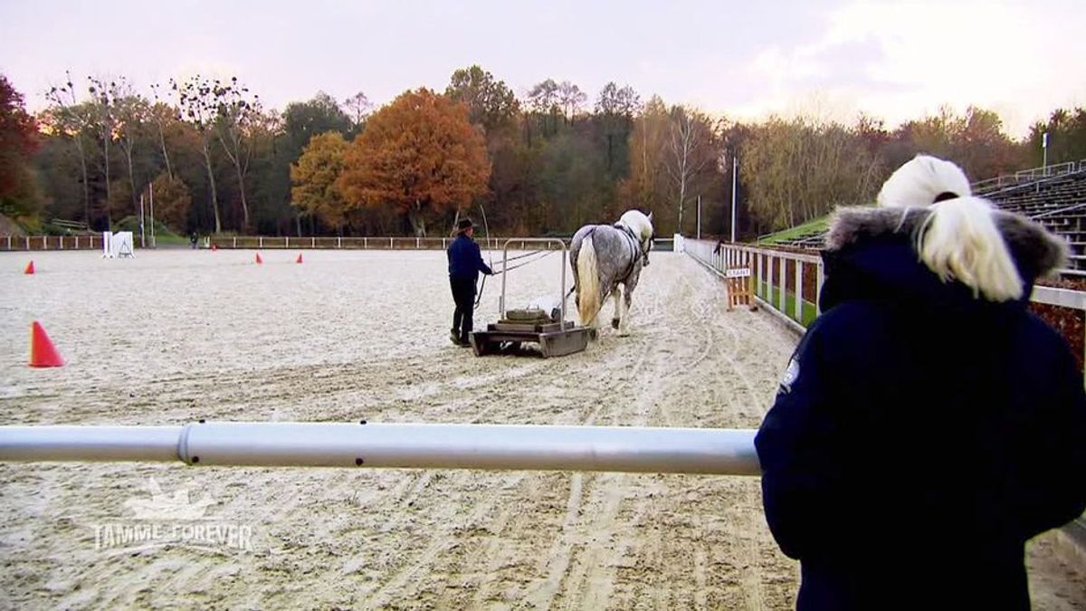 Neues vom Hankenhof - Tamme forever