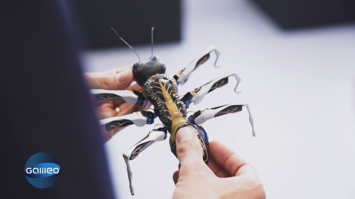 Von Fledermäusen bis Libellen: Bionische Roboter nach dem Vorbild der Natur