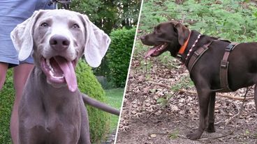 Randalierender Weimaraner und stürmischer Labrador 