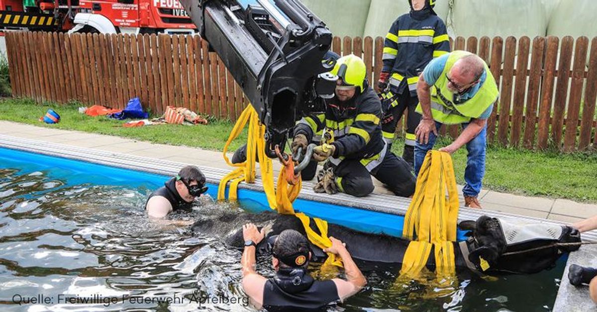 Feuerwehr befreit 600-Kilo-Kuh aus Pool