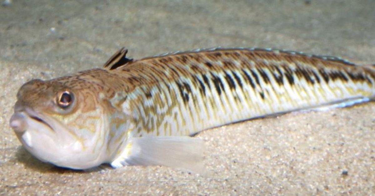 Einsatz wegen giftigem Fisch in Ostsee: Das muss man über Petermännchen wissen