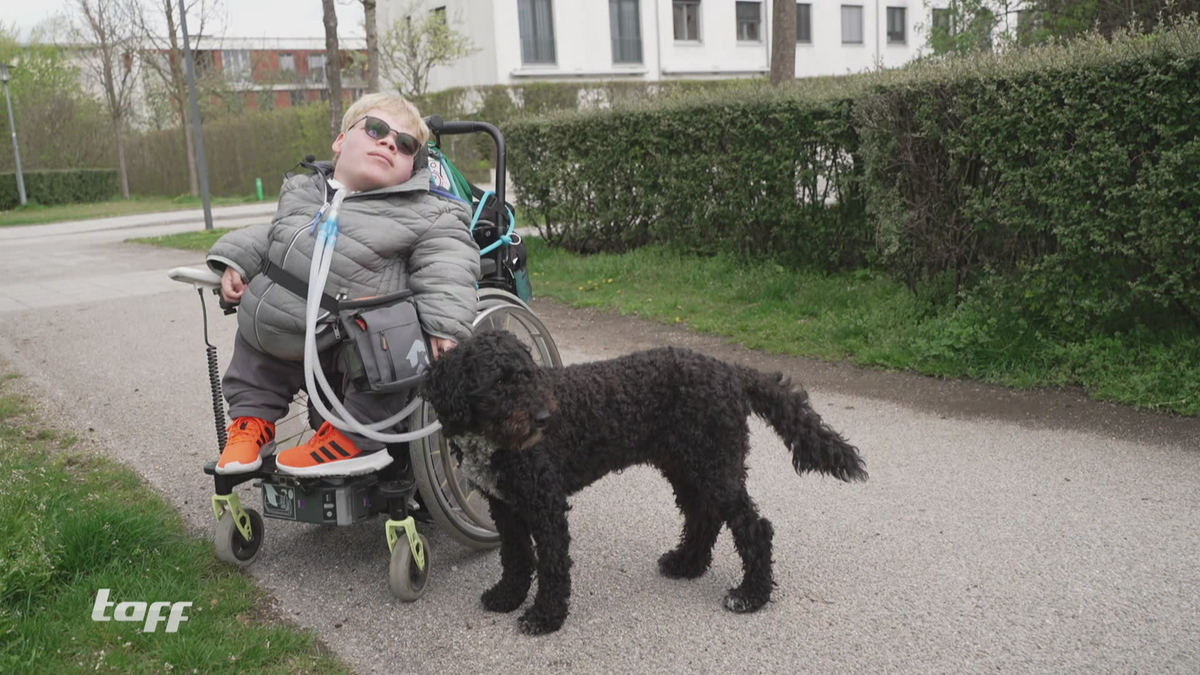 Assistenzhunde - Wie sie den Alltag behinderter Menschen erleichtern