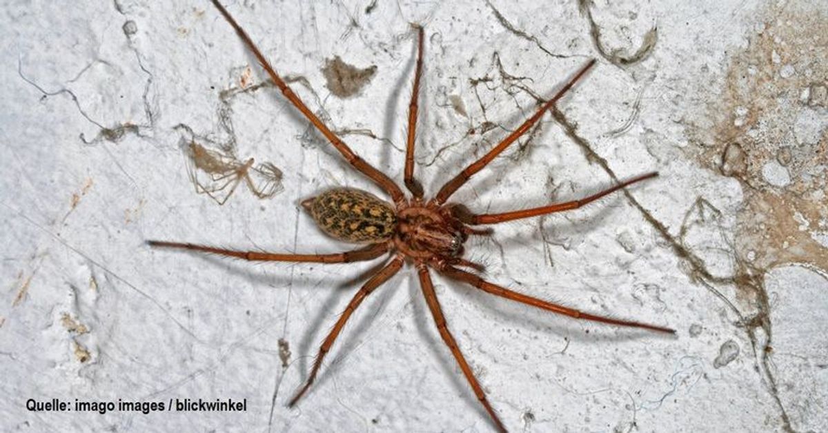 Die Hauswinkelspinne ist zurück: Das kannst du gegen sie tun