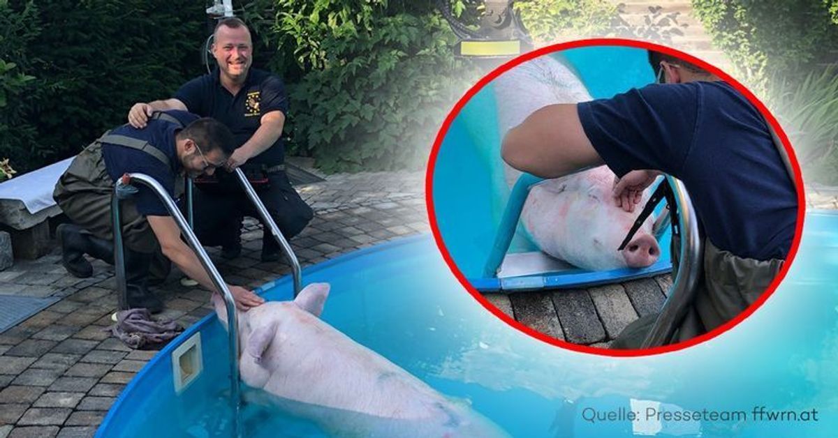 Verrückter Feuerwehreinsatz: Schwein muss aus Pool gerettet werden