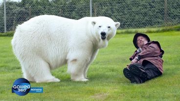 Ranking Spezial: Crazy Animals 2
