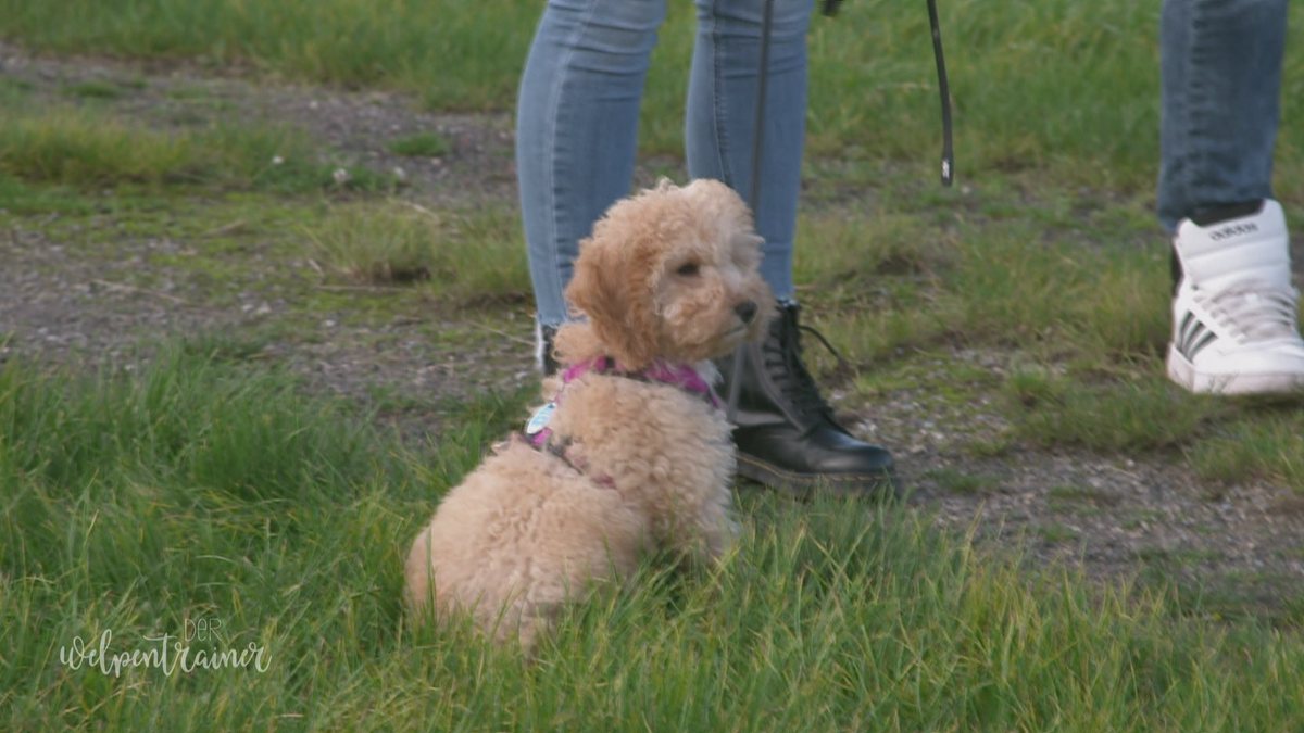 Nicht jagen! So widersteht mein Hund dem Jagdinstinkt!