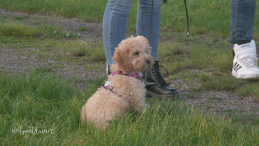 Nicht jagen! So widersteht mein Hund dem Jagdinstinkt!