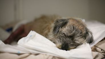 Rettet meinen Hund