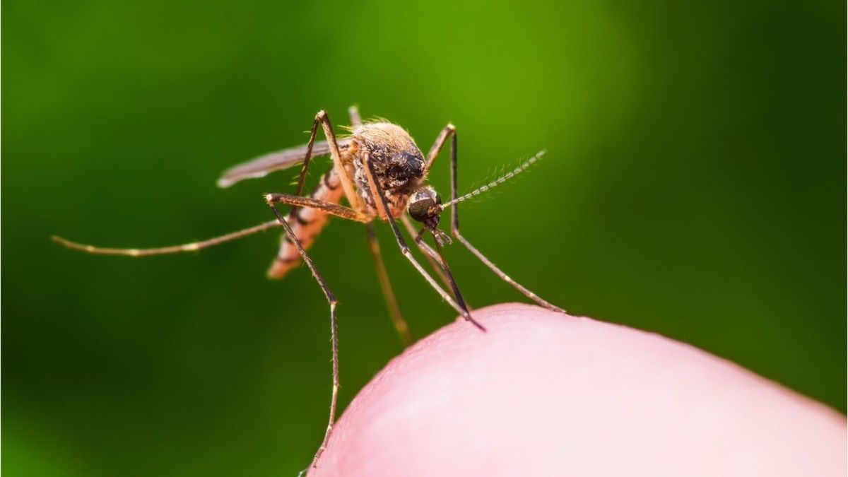 Experten warnen: Stechmücken verbreiten West-Nil-Virus in Deutschland