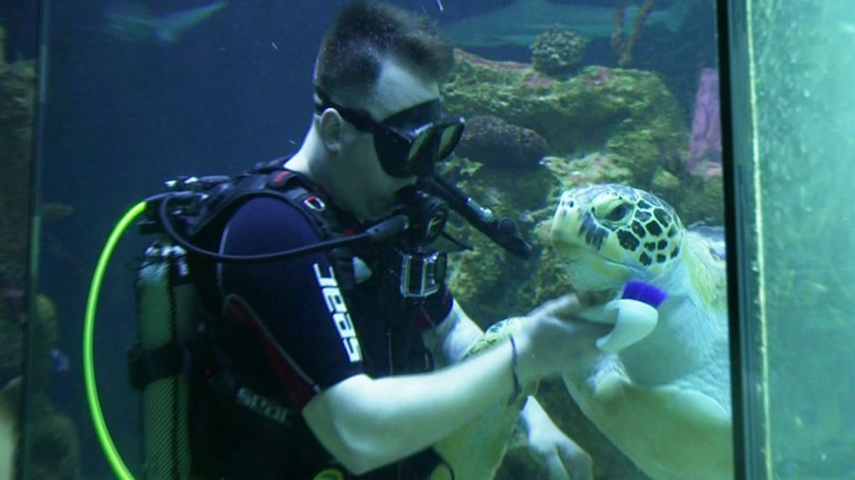 Streicheleinheiten für Schildkröte Puppi – Tierpfleger im Haus des Meeres
