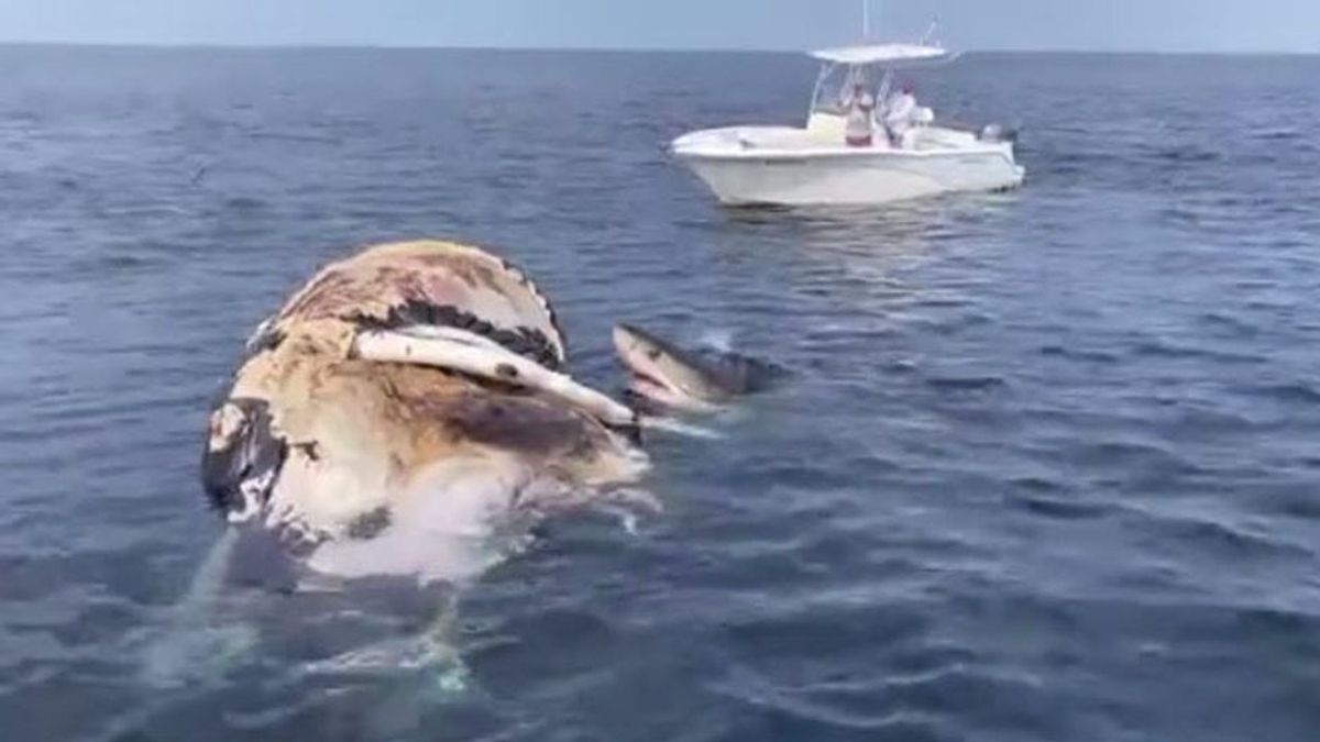 Gruppe Weißer Haie stürzt sich auf Wal