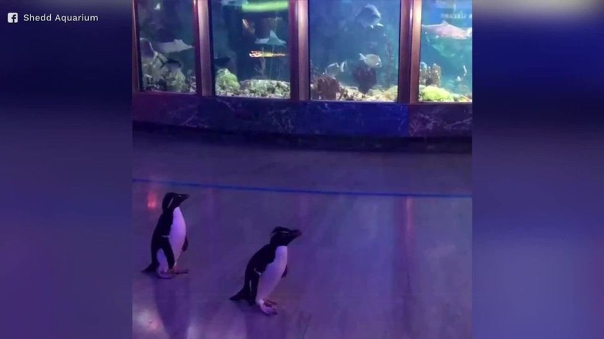 Aquarium wegen Corona geschlossen: Nun laufen Pinguine darin frei herum