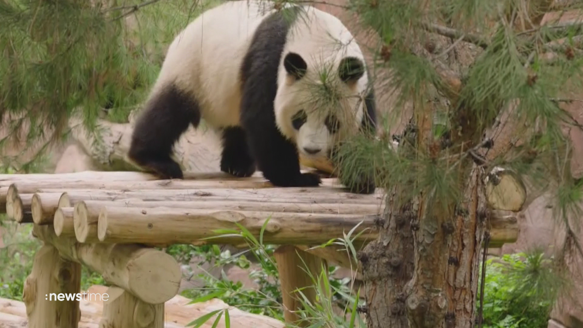 China betreibt Panda-Diplomatie mit den USA: Zuwachs für Zoo in San Diego