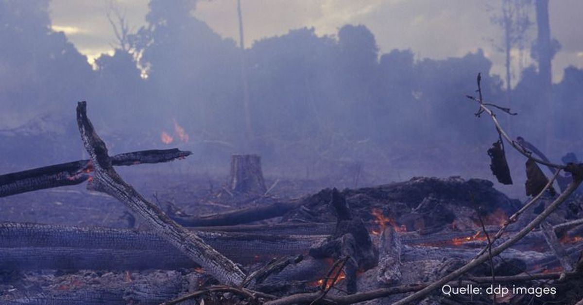 Regenwald brennt: Warum auch uns Gefahr droht
