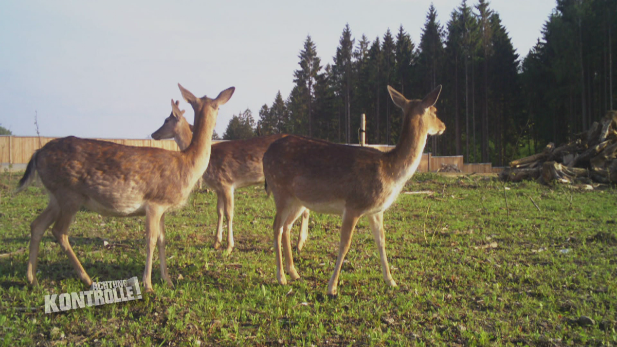 Eine Autobahnbrücke für Wildtiere