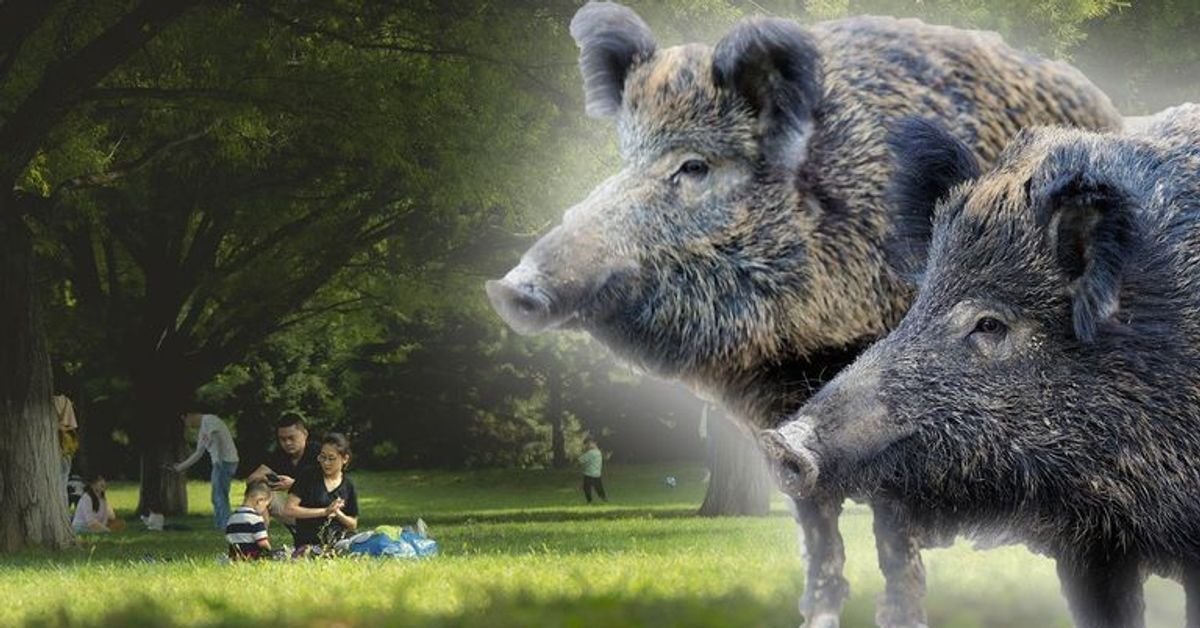 Wildschweine schuld: Picknicks sind in Rom ab sofort verboten